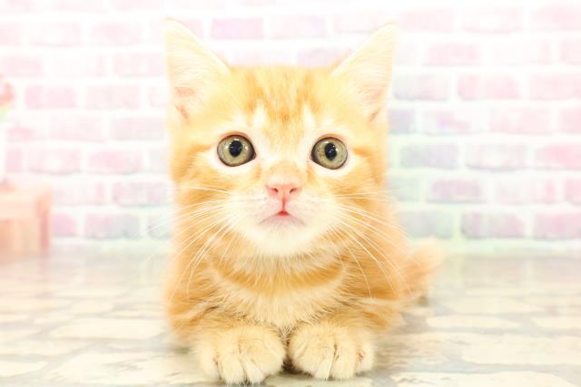 東京都のマンチカン (Coo&RIKU赤坂店/2025年9月13日生まれ/男の子/レッドクラシックタビー)の子猫