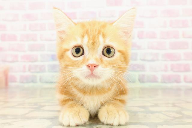 新潟県のマンチカン (Coo&RIKU新潟東店/2025年9月13日生まれ/男の子/レッドクラシックタビー)の子猫