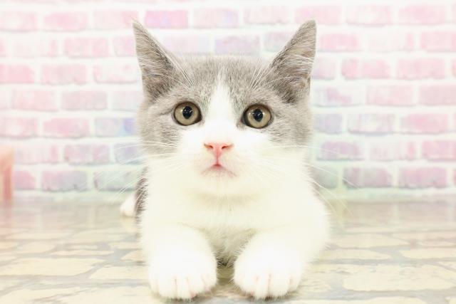 新潟県のブリティッシュショートヘアー (Coo&RIKU新潟西店/2025年8月31日生まれ/女の子/ブルーホワイト)の子猫
