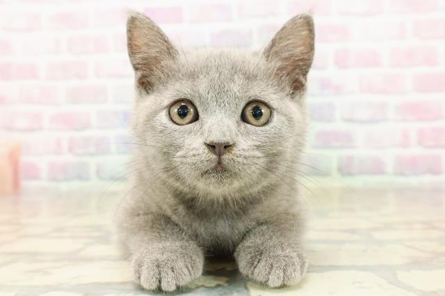 新潟県のブリティッシュショートヘアー (Coo&RIKU新潟東店/2025年8月31日生まれ/男の子/ブルー)の子猫
