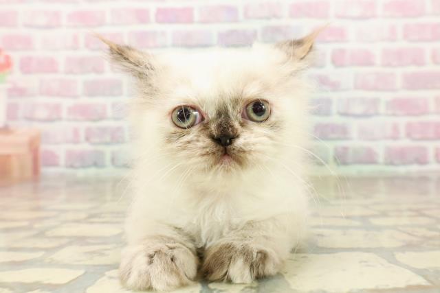 東京都のヒマラヤン (Coo&RIKU池袋西口店/2025年9月4日生まれ/女の子/シールトーティポイント)の子猫