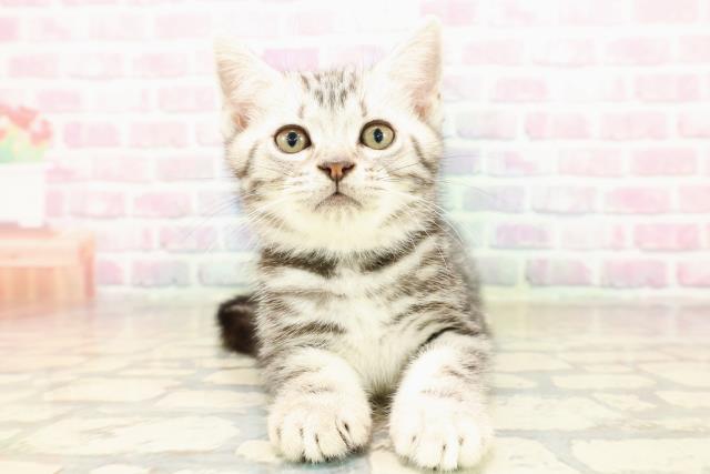 東京都のアメリカンショートヘアー (Coo&RIKU大久保店/2025年9月5日生まれ/男の子/シルバークラシックタビー)の子猫の1枚目の画像