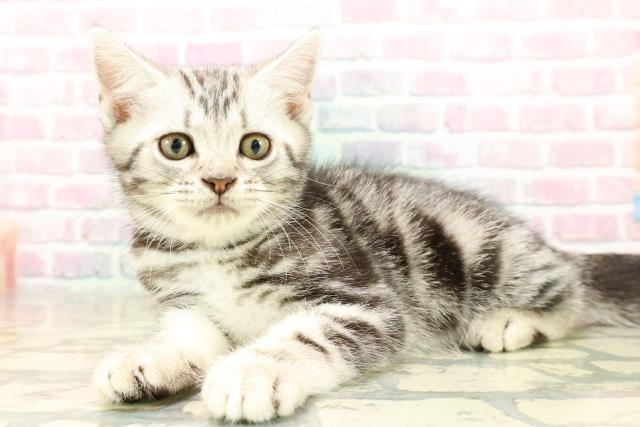 東京都のアメリカンショートヘアー (Coo&RIKU大久保店/2025年9月5日生まれ/男の子/シルバークラシックタビー)の子猫の2枚目の画像