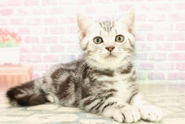 東京都のアメリカンショートヘアー (Coo&RIKU大久保店/2025年9月5日生まれ/男の子/シルバークラシックタビー)の子猫の3枚目の画像