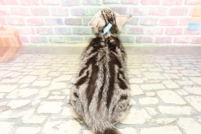 東京都のアメリカンショートヘアー (Coo&RIKU大久保店/2025年9月5日生まれ/男の子/シルバークラシックタビー)の子猫の4枚目の画像