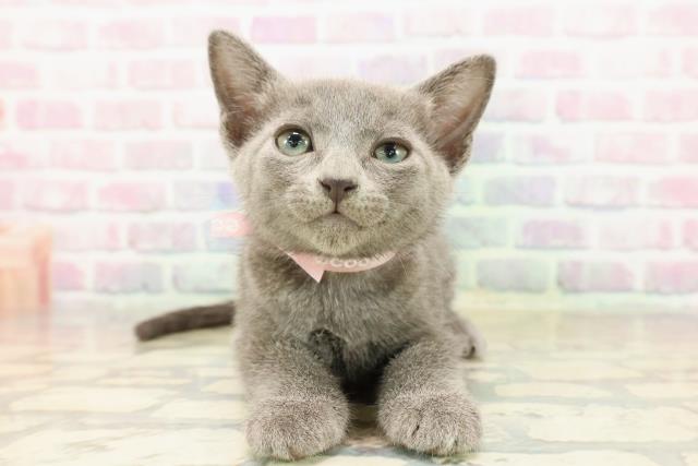 東京都のロシアンブルー (Coo&RIKU中野サンモール店/2025年9月13日生まれ/女の子/ブルー)の子猫の1枚目の画像