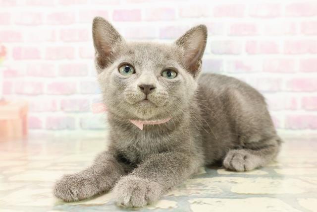 東京都のロシアンブルー (Coo&RIKU中野サンモール店/2025年9月13日生まれ/女の子/ブルー)の子猫の2枚目の画像