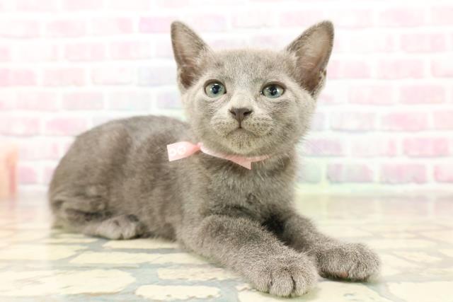東京都のロシアンブルー (Coo&RIKU中野サンモール店/2025年9月13日生まれ/女の子/ブルー)の子猫の3枚目の画像