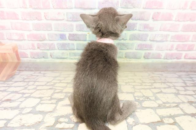 東京都のロシアンブルー (Coo&RIKU中野サンモール店/2025年9月13日生まれ/女の子/ブルー)の子猫の4枚目の画像