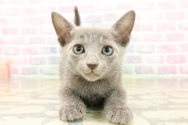 東京都のロシアンブルー (Coo&RIKU池袋西口店/2025年9月13日生まれ/男の子/ブルー)の子猫
