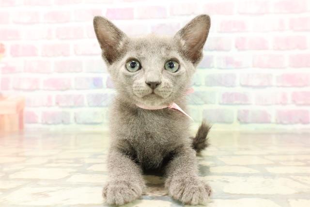 東京都のロシアンブルー (Coo&RIKU大久保店/2025年9月13日生まれ/女の子/ブルー)の子猫の1枚目の画像