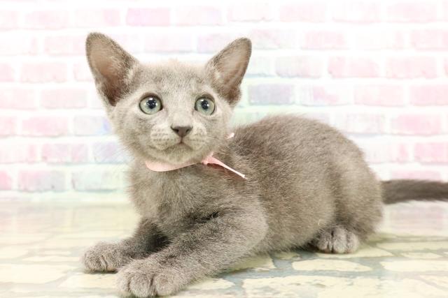 東京都のロシアンブルー (Coo&RIKU大久保店/2025年9月13日生まれ/女の子/ブルー)の子猫の2枚目の画像