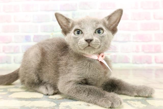東京都のロシアンブルー (Coo&RIKU大久保店/2025年9月13日生まれ/女の子/ブルー)の子猫の3枚目の画像