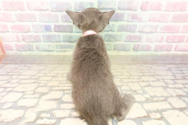 東京都のロシアンブルー (Coo&RIKU大久保店/2025年9月13日生まれ/女の子/ブルー)の子猫の4枚目の画像