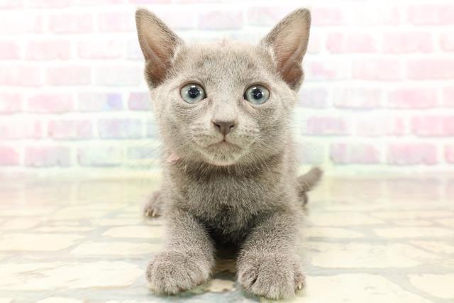 東京都のロシアンブルー (Coo&RIKU新宿三丁目店/2025年9月13日生まれ/女の子/ブルー)の子猫の1枚目の画像