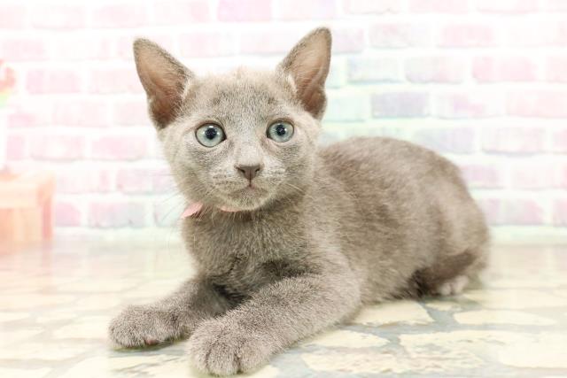 東京都のロシアンブルー (Coo&RIKU新宿三丁目店/2025年9月13日生まれ/女の子/ブルー)の子猫の2枚目の画像