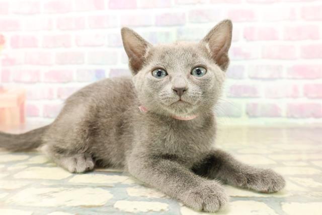 東京都のロシアンブルー (Coo&RIKU新宿三丁目店/2025年9月13日生まれ/女の子/ブルー)の子猫の3枚目の画像