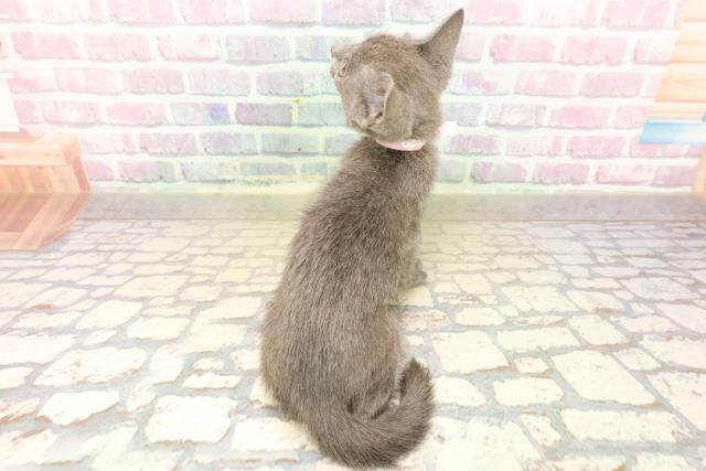 東京都のロシアンブルー (Coo&RIKU新宿三丁目店/2025年9月13日生まれ/女の子/ブルー)の子猫の4枚目の画像