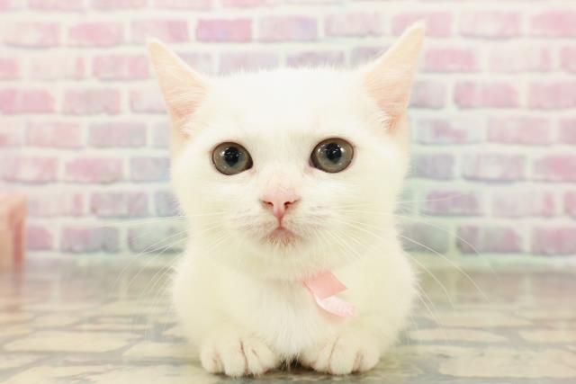 新潟県のマンチカン (Coo&RIKU新潟西店/2025年8月17日生まれ/女の子/ホワイト)の子猫