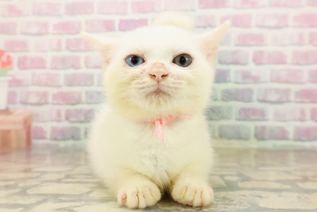 新潟県のマンチカン (Coo&RIKU上越店/2025年8月21日生まれ/女の子/ホワイト)の子猫