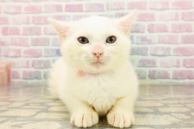 新潟県のマンチカン (Coo&RIKUイオンモール新発田店/2025年8月21日生まれ/女の子/ホワイト)の子猫の1枚目の画像