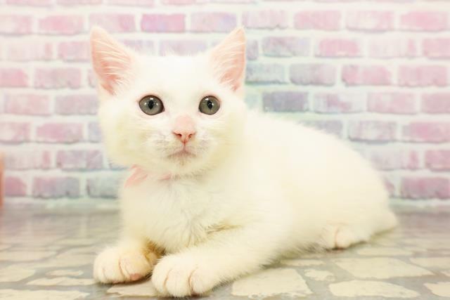 新潟県のマンチカン (Coo&RIKUイオンモール新発田店/2025年8月21日生まれ/女の子/ホワイト)の子猫の2枚目の画像