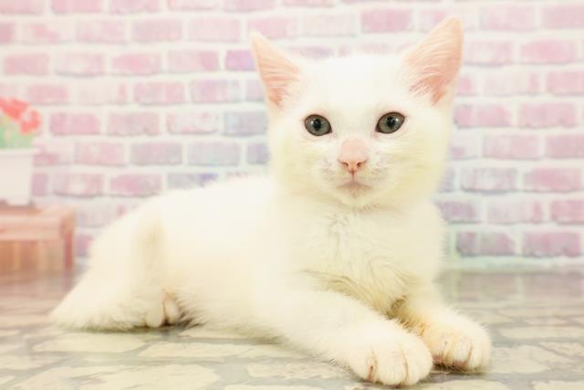 新潟県のマンチカン (Coo&RIKUイオンモール新発田店/2025年8月21日生まれ/女の子/ホワイト)の子猫の3枚目の画像