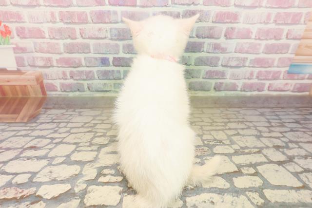 新潟県のマンチカン (Coo&RIKUイオンモール新発田店/2025年8月21日生まれ/女の子/ホワイト)の子猫の4枚目の画像