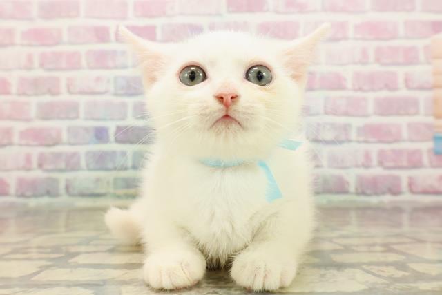 石川県のマンチカン (Coo&RIKUイオン野々市南店/2025年8月27日生まれ/男の子/ホワイト)の子猫の1枚目の画像