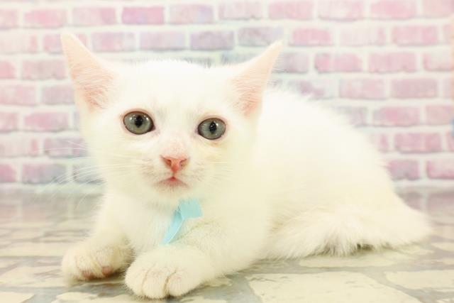 石川県のマンチカン (Coo&RIKUイオン野々市南店/2025年8月27日生まれ/男の子/ホワイト)の子猫の2枚目の画像