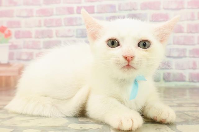 石川県のマンチカン (Coo&RIKUイオン野々市南店/2025年8月27日生まれ/男の子/ホワイト)の子猫の3枚目の画像