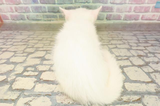 石川県のマンチカン (Coo&RIKUイオン野々市南店/2025年8月27日生まれ/男の子/ホワイト)の子猫の4枚目の画像