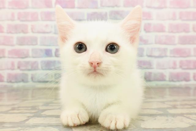 神奈川県のマンチカン (Coo&RIKU横浜旭店/2025年8月27日生まれ/男の子/ホワイト)の子猫