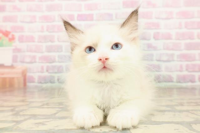 東京都のラグドール (Coo&RIKU赤坂店/2025年9月8日生まれ/男の子/シールポイントバイカラー)の子猫の1枚目の画像