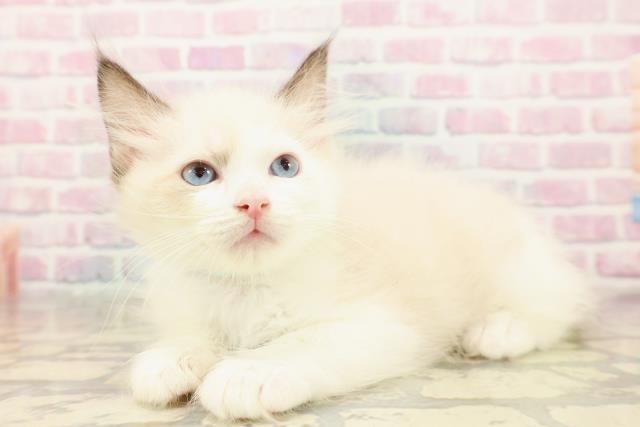 東京都のラグドール (Coo&RIKU赤坂店/2025年9月8日生まれ/男の子/シールポイントバイカラー)の子猫の2枚目の画像