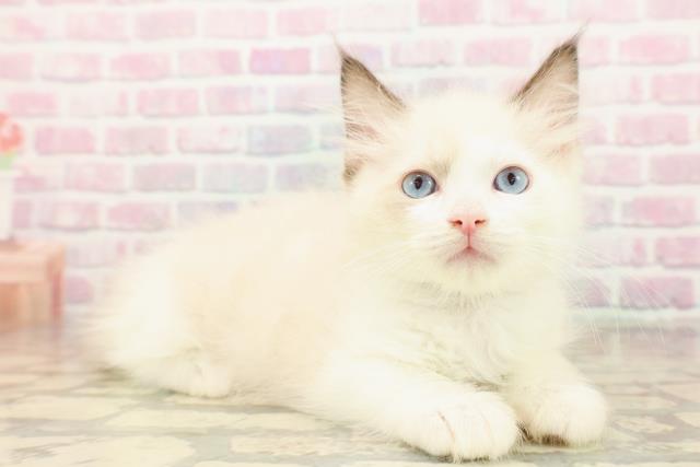 東京都のラグドール (Coo&RIKU赤坂店/2025年9月8日生まれ/男の子/シールポイントバイカラー)の子猫の3枚目の画像