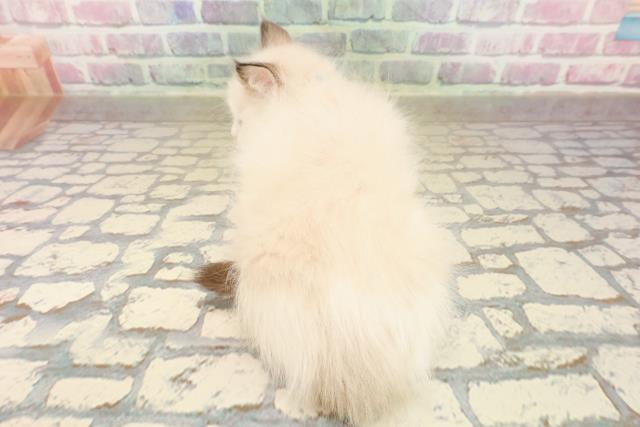 東京都のラグドール (Coo&RIKU赤坂店/2025年9月8日生まれ/男の子/シールポイントバイカラー)の子猫の4枚目の画像