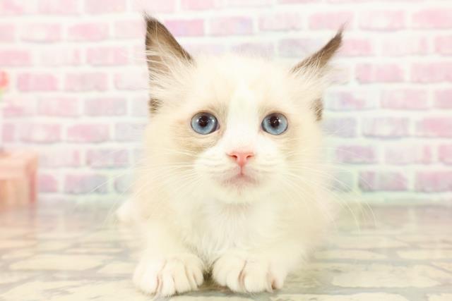 東京都のラグドール (Coo&RIKU三軒茶屋店/2025年9月8日生まれ/男の子/シールポイントバイカラー)の子猫の1枚目の画像