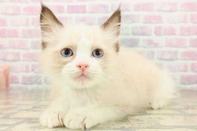 東京都のラグドール (Coo&RIKU三軒茶屋店/2025年9月8日生まれ/男の子/シールポイントバイカラー)の子猫の2枚目の画像