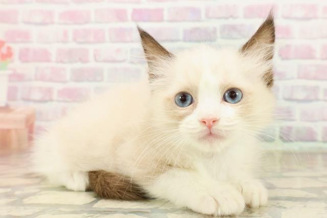 東京都のラグドール (Coo&RIKU三軒茶屋店/2025年9月8日生まれ/男の子/シールポイントバイカラー)の子猫の3枚目の画像