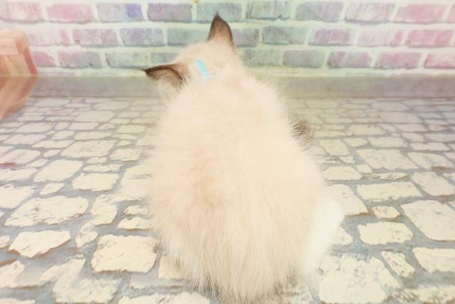 東京都のラグドール (Coo&RIKU三軒茶屋店/2025年9月8日生まれ/男の子/シールポイントバイカラー)の子猫の4枚目の画像