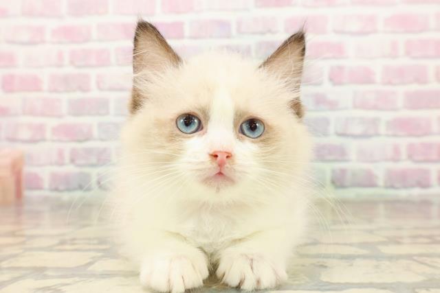 東京都のラグドール (Coo&RIKU自由が丘店/2025年9月8日生まれ/女の子/シールポイントバイカラー)の子猫の1枚目の画像