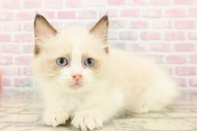 東京都のラグドール (Coo&RIKU自由が丘店/2025年9月8日生まれ/女の子/シールポイントバイカラー)の子猫の2枚目の画像