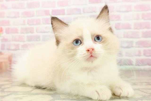 東京都のラグドール (Coo&RIKU自由が丘店/2025年9月8日生まれ/女の子/シールポイントバイカラー)の子猫の3枚目の画像
