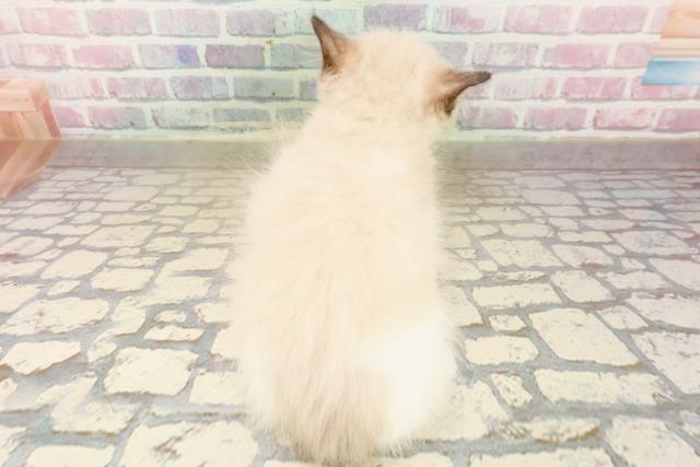 東京都のラグドール (Coo&RIKU自由が丘店/2025年9月8日生まれ/女の子/シールポイントバイカラー)の子猫の4枚目の画像