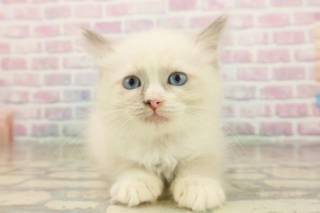 東京都のラグドール (Coo&RIKU秋葉原店/2025年9月8日生まれ/女の子/ブルーポイントバイカラー)の子猫