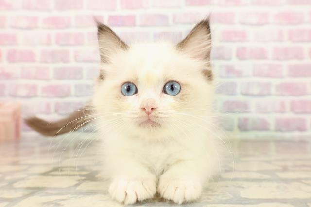 東京都のラグドール (Coo&RIKU下北沢店/2025年9月8日生まれ/女の子/シールポイントバイカラー)の子猫の1枚目の画像