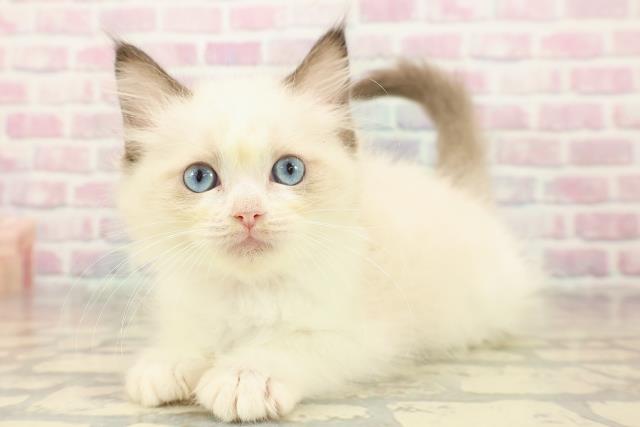 東京都のラグドール (Coo&RIKU下北沢店/2025年9月8日生まれ/女の子/シールポイントバイカラー)の子猫の2枚目の画像