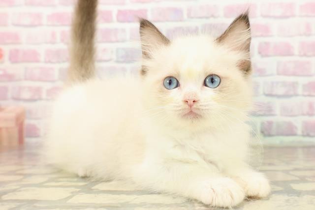 東京都のラグドール (Coo&RIKU下北沢店/2025年9月8日生まれ/女の子/シールポイントバイカラー)の子猫の3枚目の画像