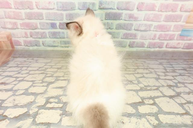 東京都のラグドール (Coo&RIKU下北沢店/2025年9月8日生まれ/女の子/シールポイントバイカラー)の子猫の4枚目の画像